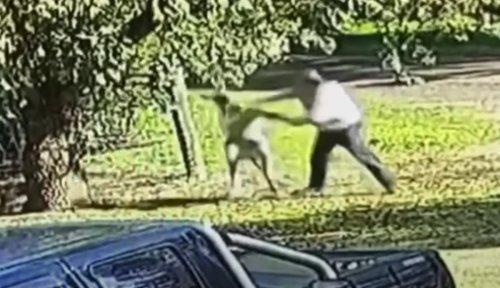 Video Shows Australian Man Getting Into 6-Minute Fight With Kangaroo Outside His Home