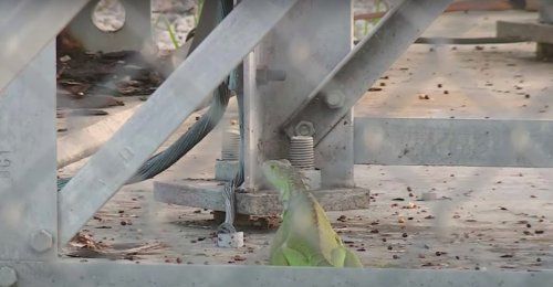 Florida Iguana Causes ‘Large Scale’ Power Outage