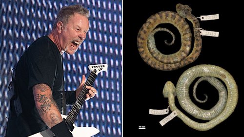 New venomous snake species named after Metallica's James Hetfield