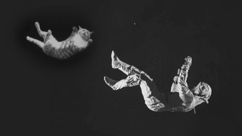 Cats in space: photos from 1969 show cats teaching astronauts how to handle zero gravity | Considerable