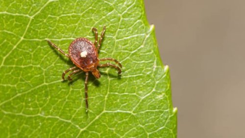 An Unusually Aggressive Tick Species Is Spreading Across the Eastern U.S.