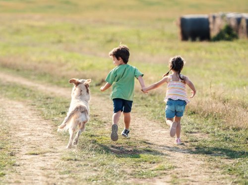 how-to-use-boiled-rice-to-stop-diarrhea-in-dogs-flipboard