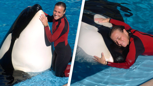 Horrifying Moment Orca Came To Viewing Window With Dead Seaworld Horrifying Moment Orca Came To Viewing Window With Dead Seaworld