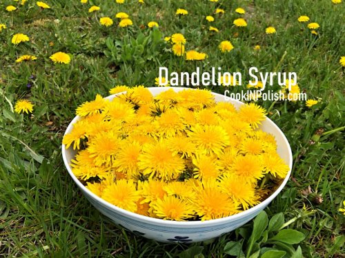Dandelion Syrup - CookINPolish - Polish Food Recipes