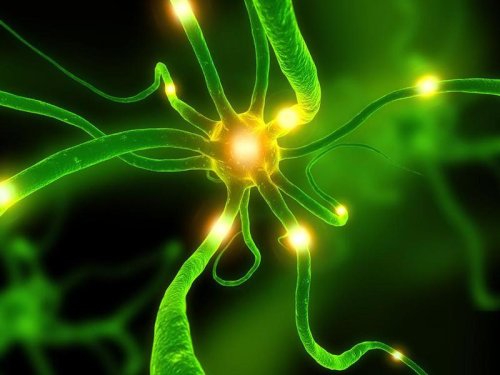 Cellular Memory Phenomenon Explained: Consciousness Beyond the Brain | Core Spirit