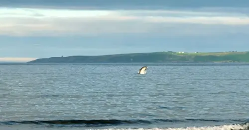 Pictures capture dolphins playing just off one of Cork's best loved beaches