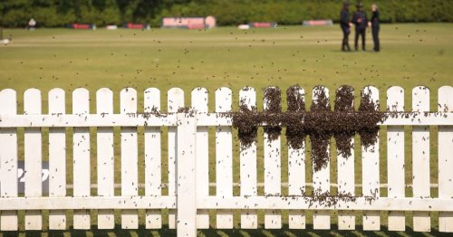 Swarm of 20,000 angry bees stops top-level cricket game in Cork