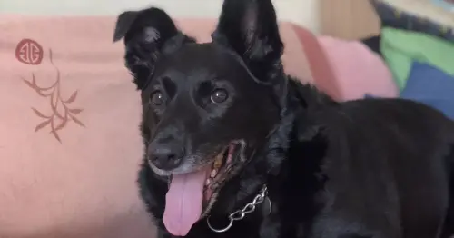 Heartbroken Cork dog needs new forever home after lifelong owner passes away