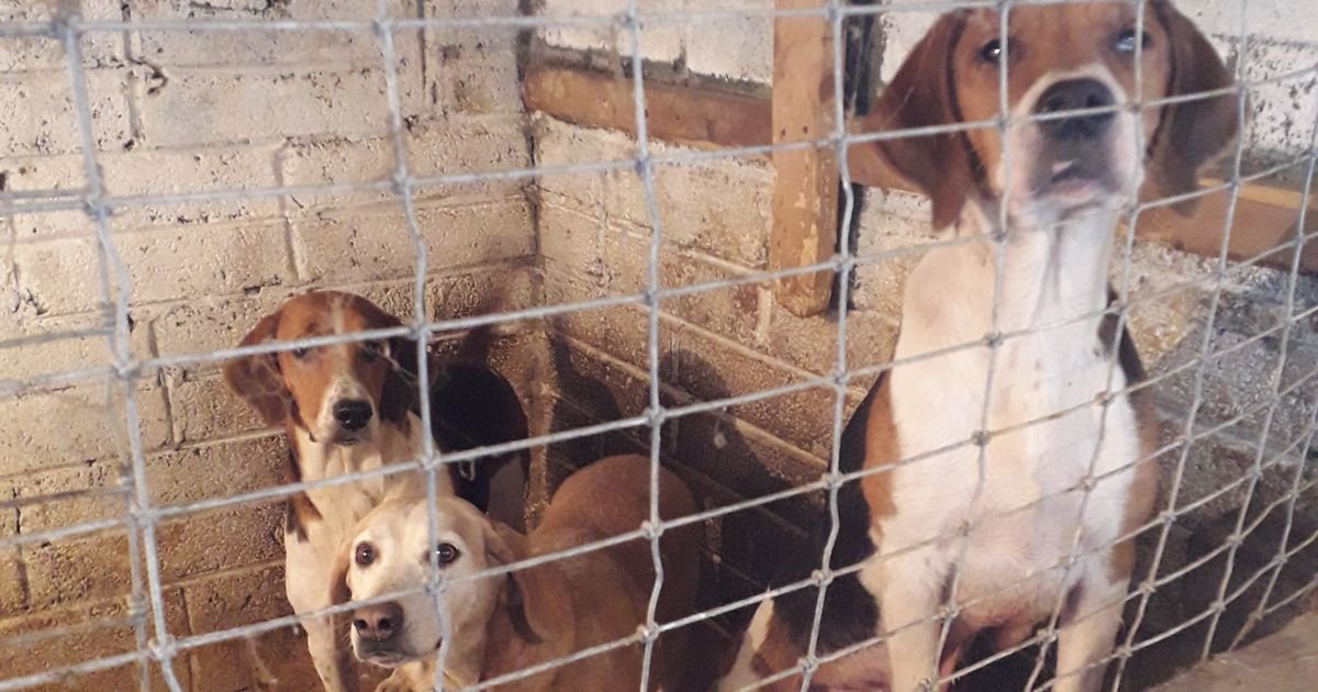 Dog euthanized for fatal facial injury while Waterford man jailed for