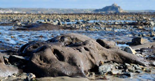 Mount's Bay ancient submerged forest in Cornwall uncovered during spring low tides