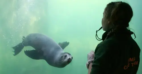 How to get an annual pass to the Cornish Seal Sanctuary for £8