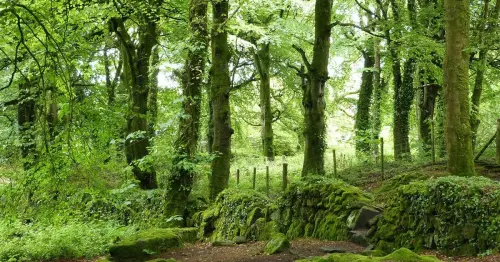 Looe man found dead in St Ives woods