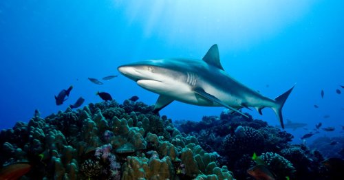 Up to a million sharks could be killed to produce coronavirus vaccine