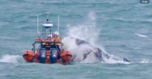 Video emerges of RNLI rescuing humpback whale in Cornwall
