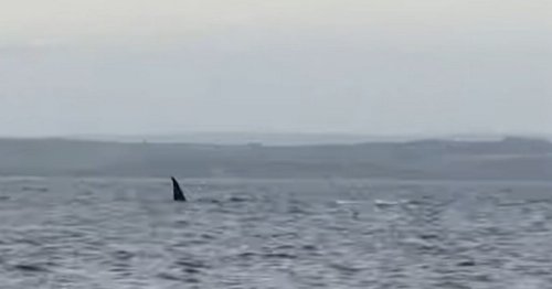 'Shark' claim as 'enormous' fin appears in water off Cornwall