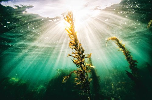 Is seaweed farming boom a climate solution or ecological threat?