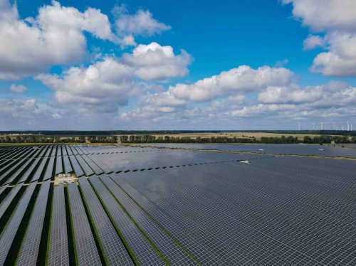 Nein, über Solarparks entsteht keine so große Hitze, dass Vögel und Insekten sterben