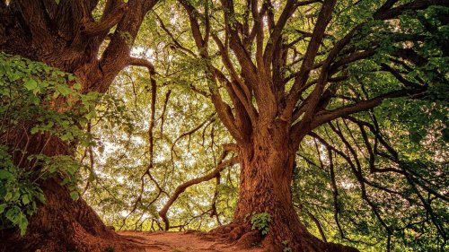 CO2 kann Pflanzenwachstum fördern, aber zu viel davon belastet das Klima