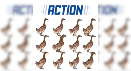 Gefälschte Action-Verlosung: Wer diese Gänse zählt, gewinnt kein iPhone