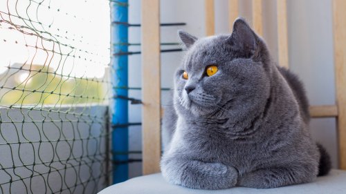 Katzen-Gewinnspiel von Action: Statt Sonderpreisen droht Datenklau