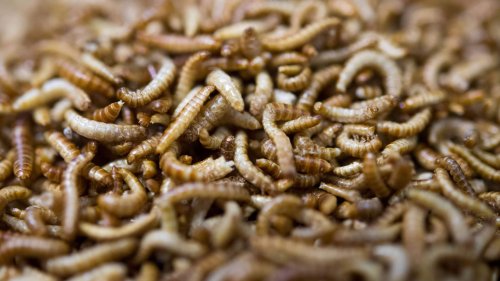 EU: Insekten dürfen nicht ohne Kennzeichnung in Lebensmitteln enthalten sein