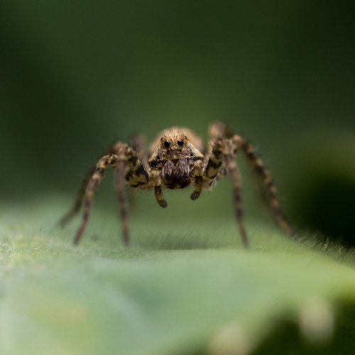 Mann findet Monster-Spinne im Garten - dann passiert etwas Dummes