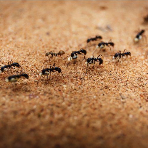 Neue Studie: Ameisen können Krebs riechen