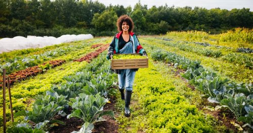 Secrets d’un potager : faites pousser plus avec moins d’effort