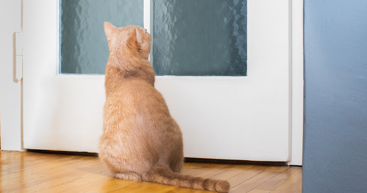 Pourquoi les chats détestent les portes fermées ?