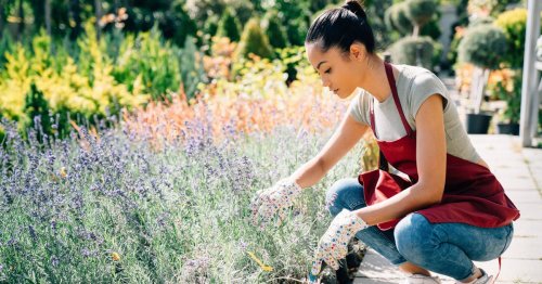 Quelles sont les plantes qui n'ont pas besoin d'eau ?