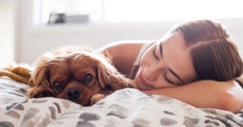 Je rêve de chiens : comment l'interpréter ?
