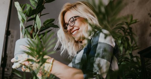 Le marc de café est le meilleur allié de vos plantes : découvrez celles qui en bénéficient le plus