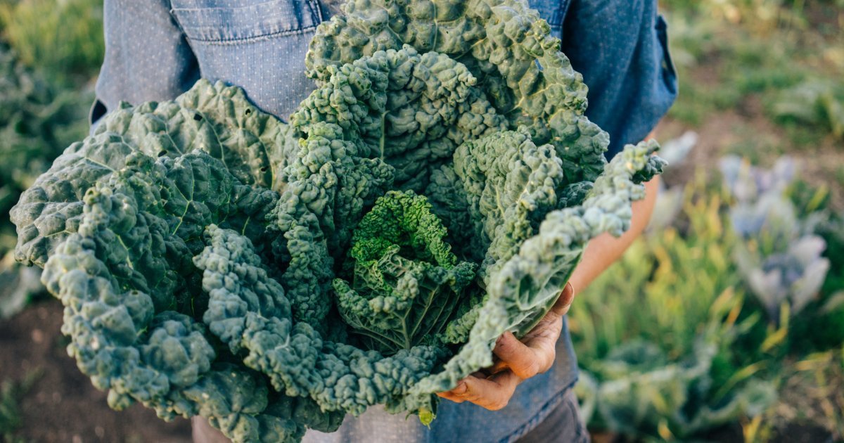 Ce légume peu apprécié est particulièrement conseillé par les experts pour allonger son espérance de vie