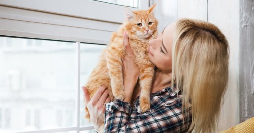 Si vous êtes propriétaire d’un chat, cette interdiction va indéniablement impacter vos habitudes