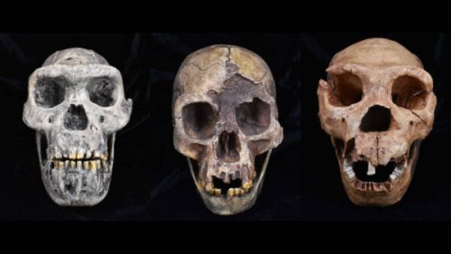 Ancient human evolution is “unparalleled” in nature