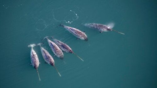 You may have missed… tracking chaotic narwhals, breeding better peas, and living materials