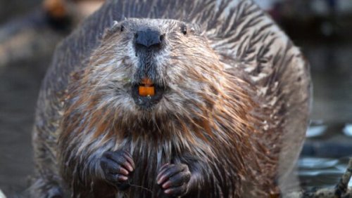 How can beaver teeth survive chomping on those trees?