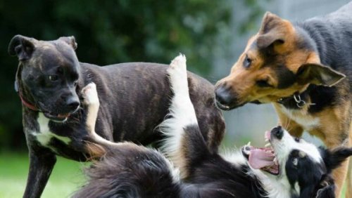 We can pretty accurately tell when a human or dog is happy, but not so much with aggression