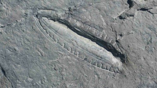 World’s oldest meal found in 558-million-year-old Ediacaran fossil, giving an all new meaning to paleo diet
