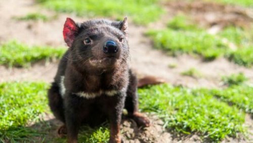 Tasmanian devils puzzle science with picky eating habits