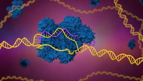 How CRISPR-Cas genome editing might one day be used to cure HIV