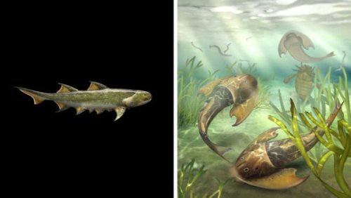 Fish fossils from China show how jaws and walking limbs began to evolve 430 million years ago