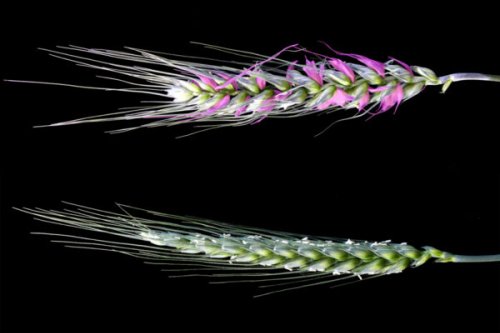 Wheat gene discovery might lead to higher yields and climate change resilience