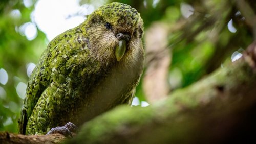 From the vault: After 10,000 years of inbreeding, the kākāpō is hanging on