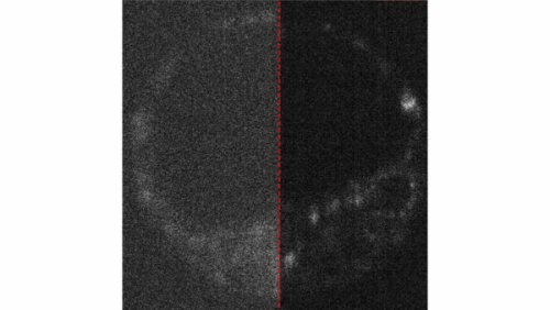 Spark of life seen using quantum camera counting individual photons
