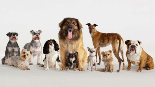 Fido findings: which dog breeds live the longest and are the best behaved?