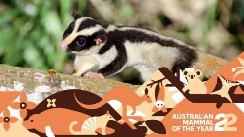 Torresian striped possum: stripes are in this season