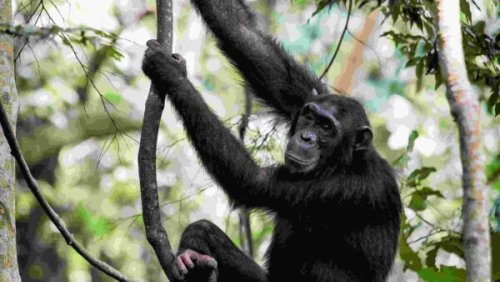 why-do-humans-like-to-get-high-our-ape-cousins-may-hold-the