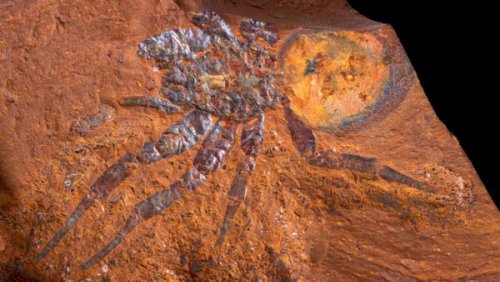 Trapdoor spider terrorised Australia’s forests 15 million years ago
