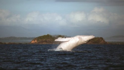 Where is Migaloo? Why haven’t we seen the white whale?